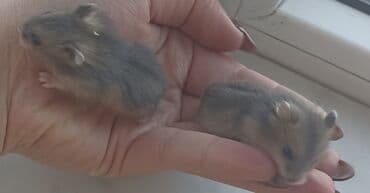 питомники собак в баку: Xamyak (cunqarik balaları) 1 aylıqdılar, ələ tam öyrəşdirilib — 5