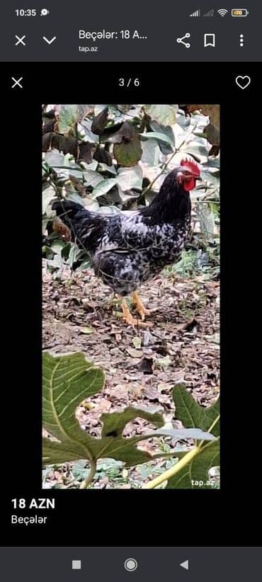 Akvariumlar: 2 kq çəkisi kılo 12 azn — 4