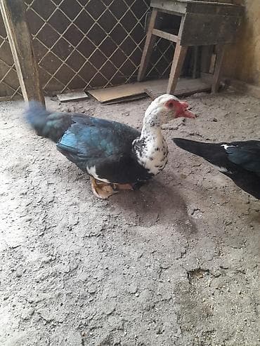 satdıq at: Erkək, | Lal ördək, Damazlıq, Ünvandan götürmə — 1