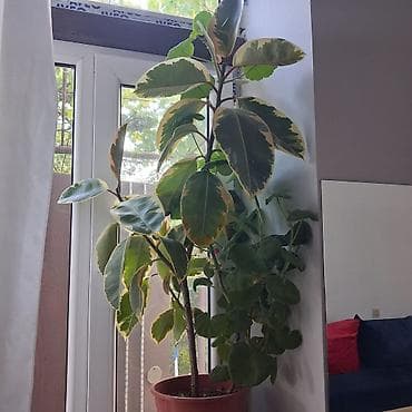 Fikus elastika “Tineke” (variegat) – dekorativ otaq bitkisi - Növ