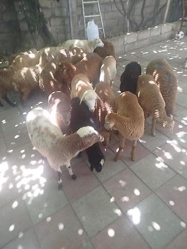 cins piwikler: Qoyun və quzu sürüsü - Rəng çeşidi: ağ, qəhvəyi, qara və qarışıq — 2