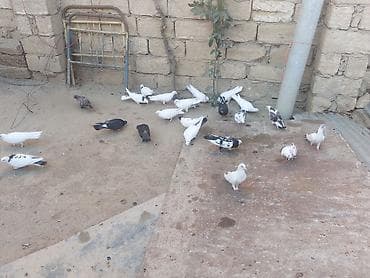 pisik ag: Salam tam sağlam heyvanlardı 20 dənə heyvandı içndə hər nişan heyvan — 5