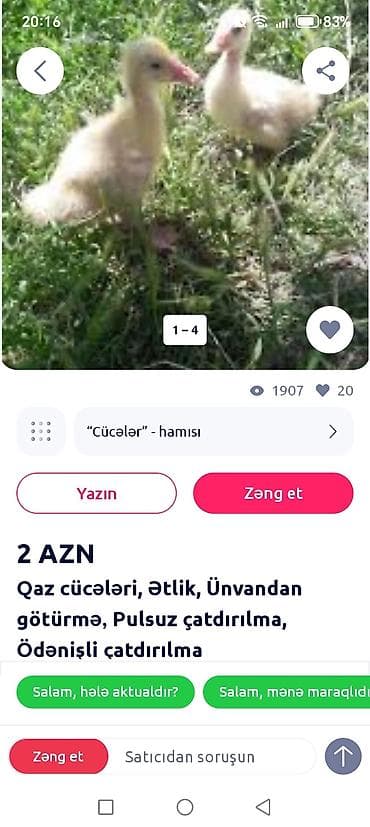 tap.az heyvanlar quba: Qaz cücələri – ətlik istiqamət - Növ: qaz cücələri və sortdulugdu. - — 2