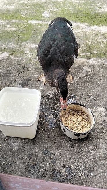 quzu şəkilləri: Erkək, | Lal ördək, Damazlıq, Ünvandan götürmə — 6