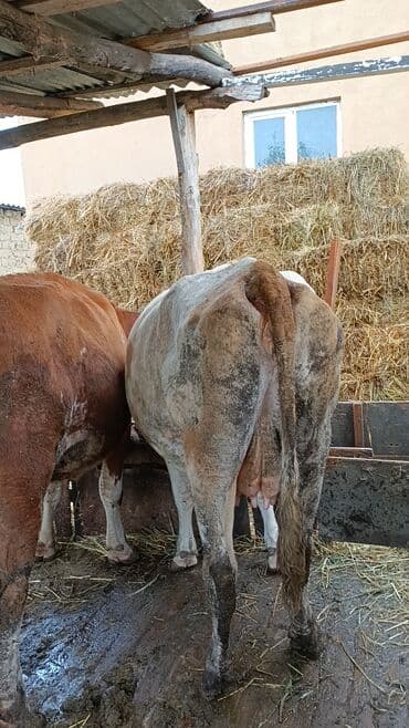 smental inekler: Самка, Simental, лет: 3, Для молока — 2