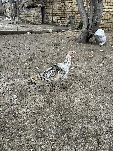 куры тоджон: Куриные цыплята, Для мяса — 8