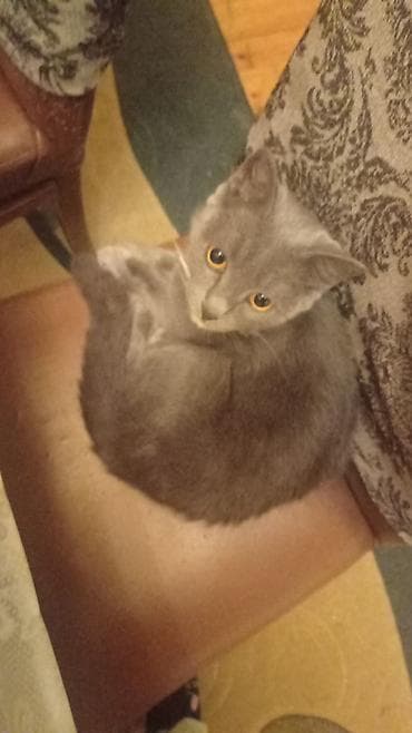 şinşila pişik: Britan, Dişi, Yaxşı əllərə, Pulsuz çatdırılma, Ödənişli çatdırılma — 3