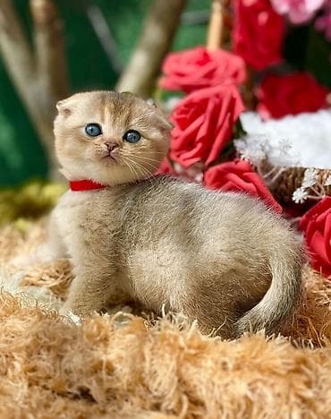 Şotland yastı qulaq