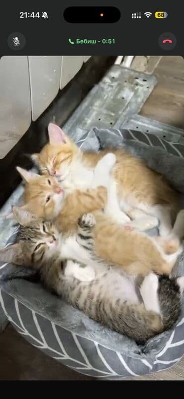 Erkək, Yaxşı əllərə lalafo.az -da Erkək, Yaxşı əllərə