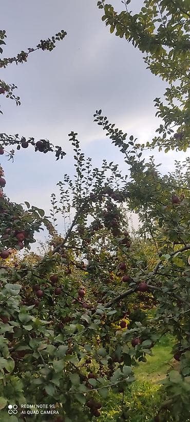 bağ alətləri: 🍎 Satılır Bağ – Qızıləhməddi Alma Bağı🍎 Əla fürsət! Məhsuldar və — 10
