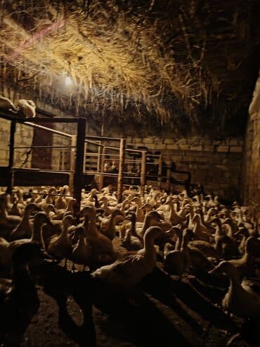 клетка для попугая купить: Ördek sürüsü satışda. Xüsusiyyətlər: - Ağ rəngli ətlik yumurtalıq — 2