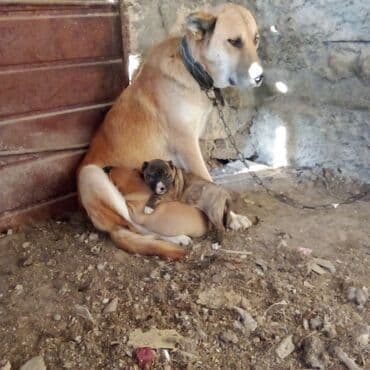 it sortları: Pitbul — 9