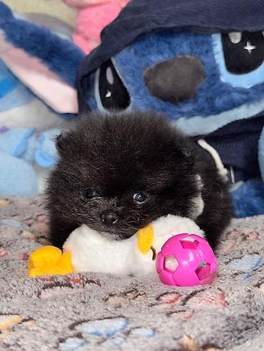 zvanoq itleri: Şpitz, Erkek — 9