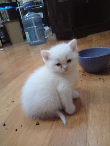 pişiy: Britan yastı qulaq, Erkək, Dişi, Yaxşı əllərə — 3