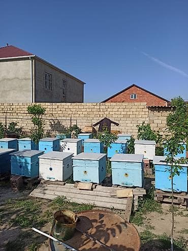 hava kompresoru satilir: Arılar bakfast ve kalinka növləridi. Yüksək məhsuldarlıq verir — 6