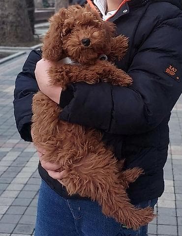 itlər pudel: Pudel, 4 ay, Dişi, Peyvəndli — 1