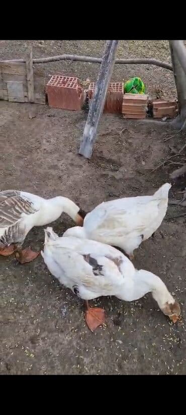 qaz heyvani: 3əded xoruz qaz satılır bu ilkidilər.biri 33m.unvan Şəki — 1