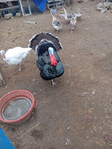 Inəklər, öküzlər: Erkək, Damazlıq — 3