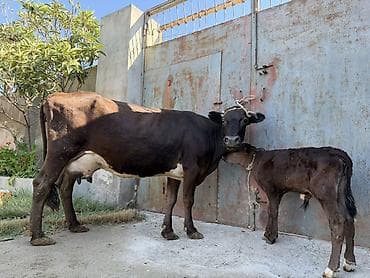 donuz balası: 15 litir süd verir 4 qarına doğun Balası erkeydi — 1
