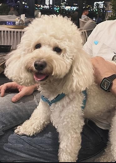 ev itiləri: Pudel — 3