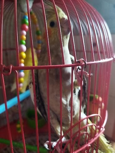 Salam təcili satılır 30 AZN dişi maya