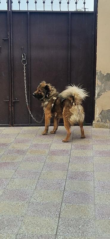 alabay itleri: Qafqaz çoban iti, 2 il, Erkek — 5