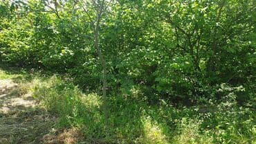 xacmazda findiq bagi satilir: 24 sot, Kənd təsərrüfatı, Mülkiyyətçi — 3