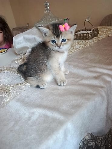 Британская