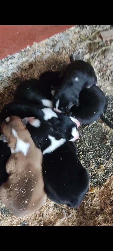 Taclar: Xaski, 1 ay, Erkek — 1