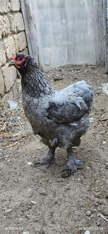 Kənd təsərrüfatı quşları: Toyuq, Brama, Damazlıq, Ünvandan götürmə — 5