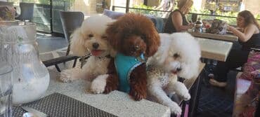 toy budel: Pudel, 3 ay, Erkek, Peyvəndli, Ünvandan götürmə — 11