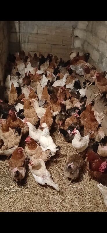 eşək şəkili: Toyuq, Ətlik, Ünvandan götürmə — 1