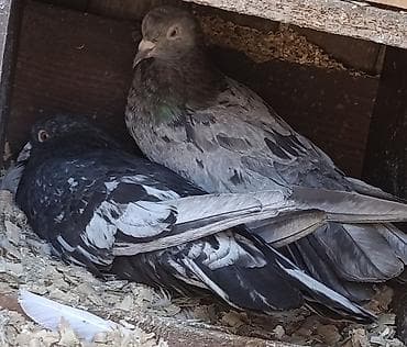 quş qaz: 16-17 tük Cüt əbrəşlər satılır. Qara əbrəş erkəy, kül rəngi əbrəş — 5