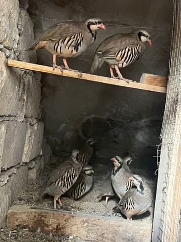 hinduska yumurtasi nece gune cixir: Məhsul: Dağ kəklikləri (Alectoris chukar) – sürü halında Təsvir: - — 1