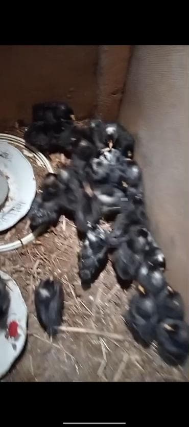 cücələrin satışı: Toyuq cücələri, Ətlik — 1