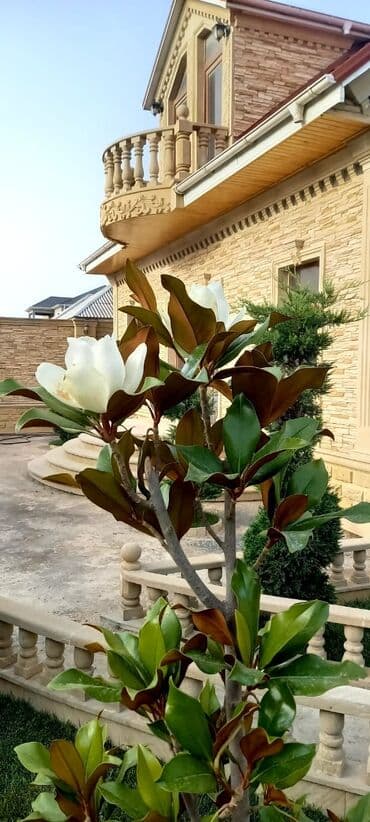 binə atçılıq həyət evləri: Binə 5 otaqlı, 200 kv. m, Kredit yoxdur, Yeni təmirli — 5