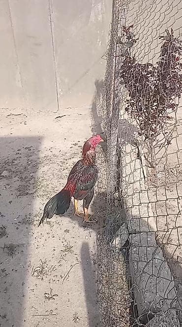 Iyun becesidi masallah becedi saglamiligina soz ola bilmez oz sahibj