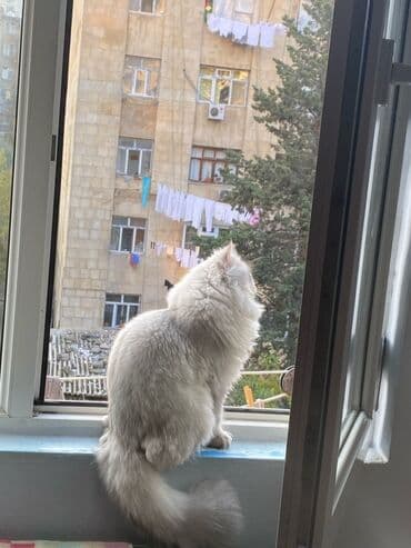 Digər heyvanlar: Yaxşı əllərə — 4