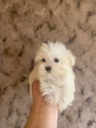 Pudel, 2 ay, Dişi, Peyvəndli, Ünvandan götürmə