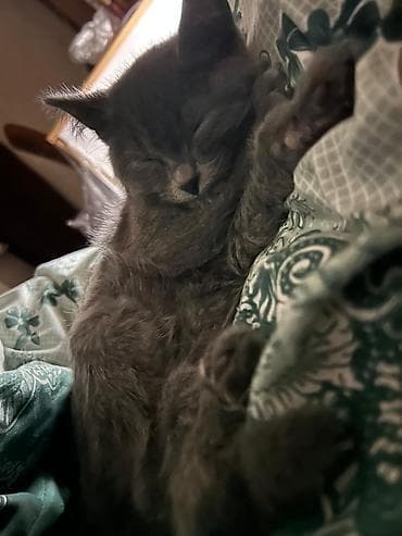 pisiklər: Şotland — 2