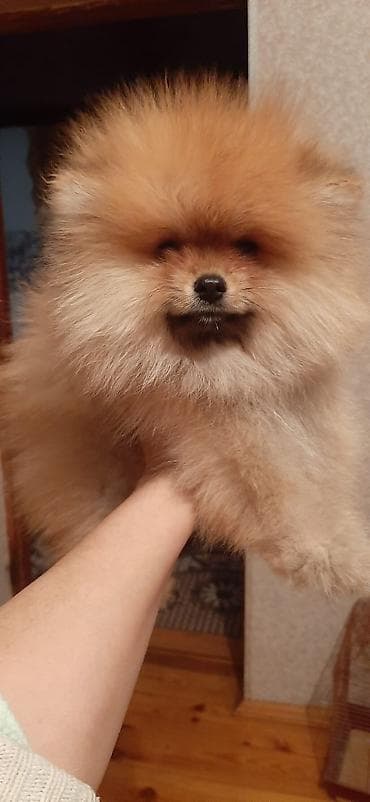 qeweng it adlari: 2 ay, Dişi — 1