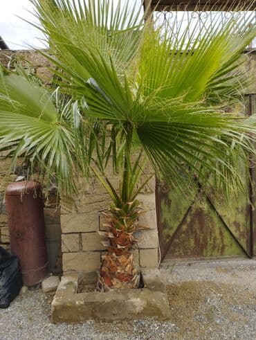 zoğal ağacı: Vaşikdon palması arginal isdəyən olsa 6 ədəd var Xüsusiyyətlər: - — 1