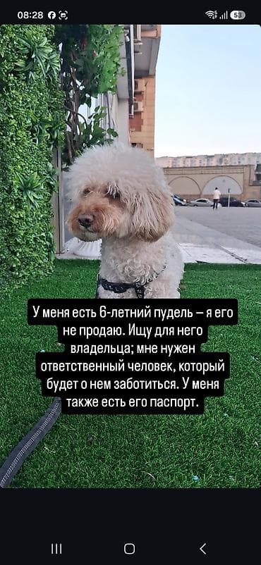 İtlər: Pudel, 6 il, Erkek, Sənədli, Ünvandan götürmə — 1