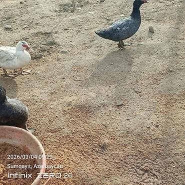 Cücələr: Damazlığ istiyən buyurusun deməy olar ki çoxu yumurtduyur Qiymət lal — 3