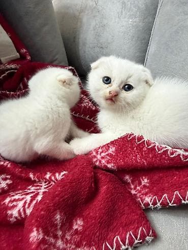 Şotland yastı qulaq