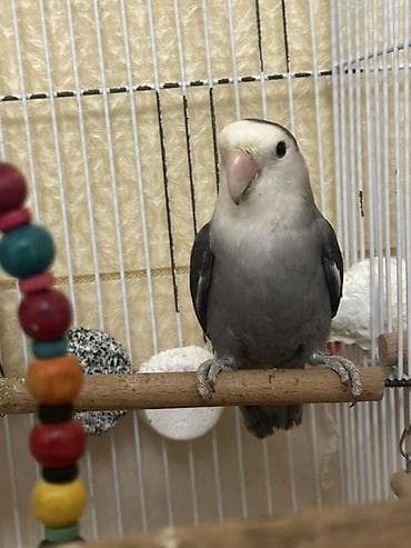 Digər heyvanlar: Növ: Sevgili quşu (lovebird), boz-ağ rəng çaları Rəng: Qrafit-boz — 1