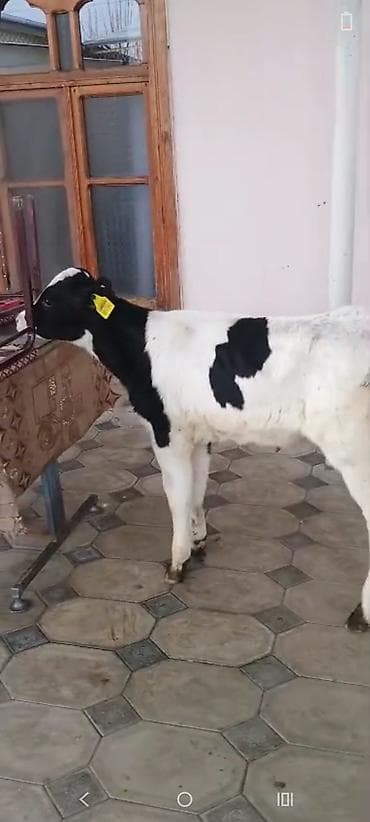 alabay itlerinin satisi: Buzov 1 ayliqdi diwidi — 6