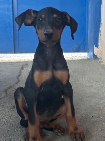 pitbull tap az: Доберман — 5