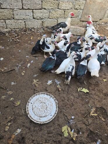 kayuqa ordek: Erkək, | Lal ördək, Damazlıq — 2