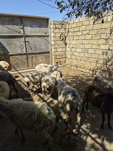 dişi quzu: Qoyun sürüsü satılır - Növ: yerli qarabaş/qoyun mixi (ağ və tünd — 9